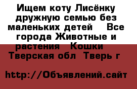 Ищем коту Лисёнку дружную семью без маленьких детей  - Все города Животные и растения » Кошки   . Тверская обл.,Тверь г.